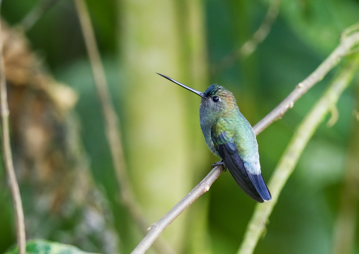 kolibřík modročelý - ML120990491