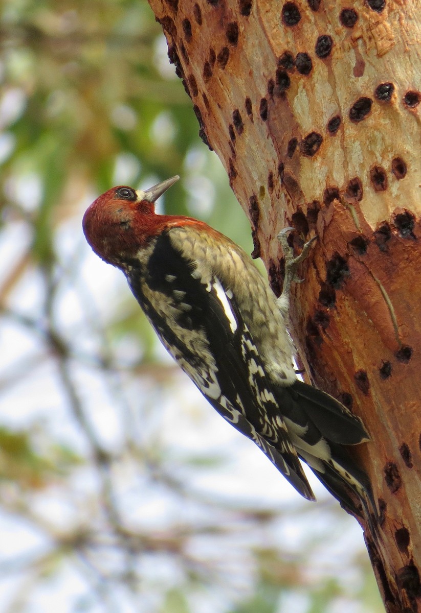 Red-breasted Sapsucker - ML120991821