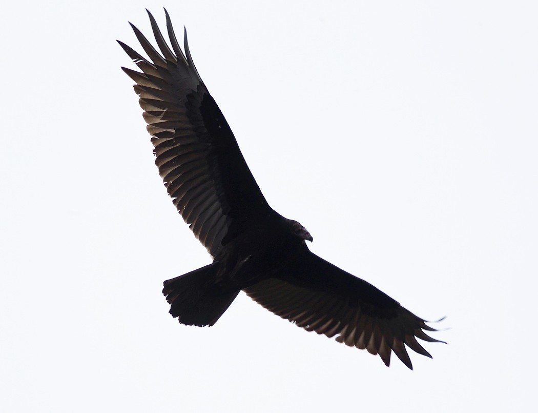 Turkey Vulture - ML120995211