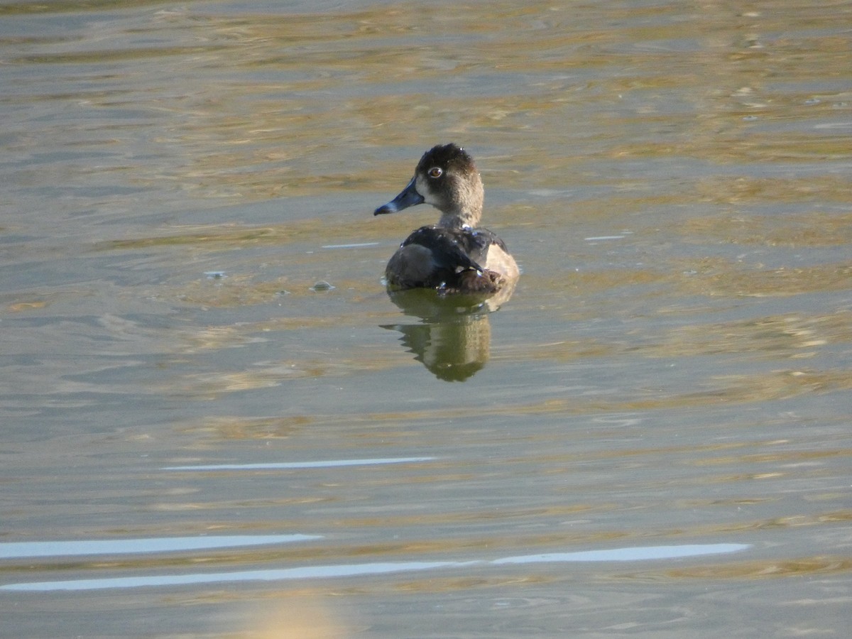 Lesser Scaup - Mike Ambrose