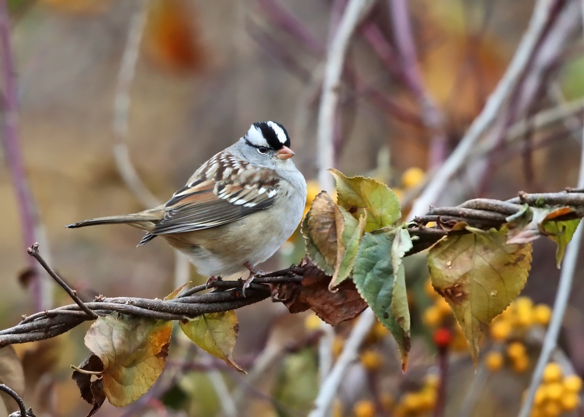 White-crowned Sparrow - ML120995931