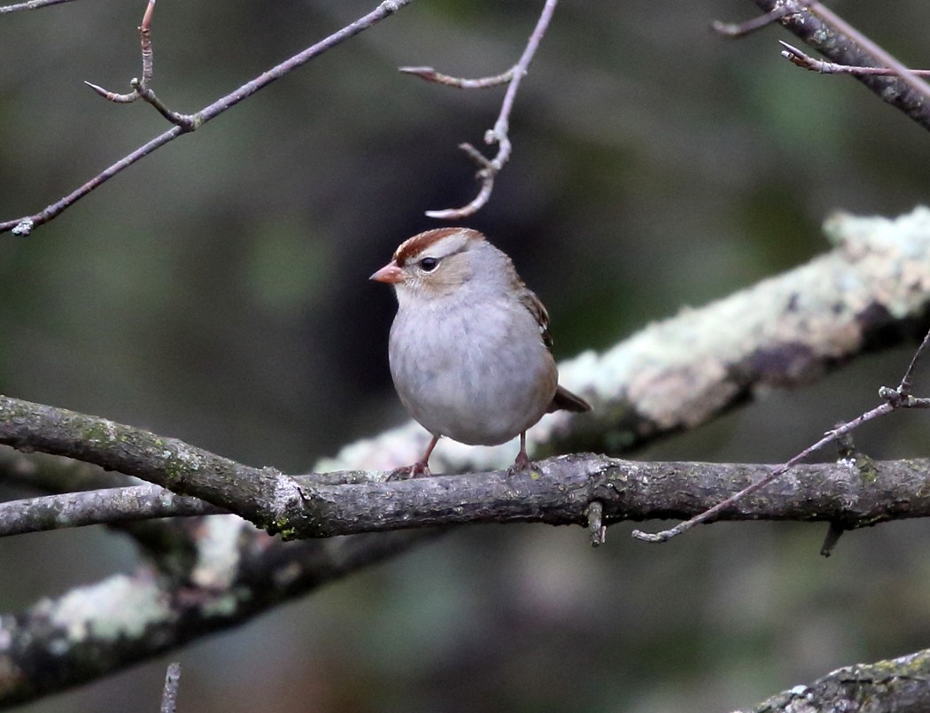 White-crowned Sparrow - ML120995961