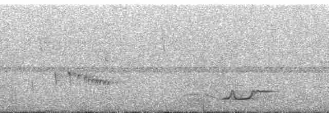 Черношапочный скрытохвост - ML120998