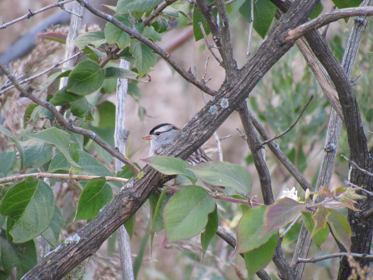 White-crowned Sparrow - John Coyle
