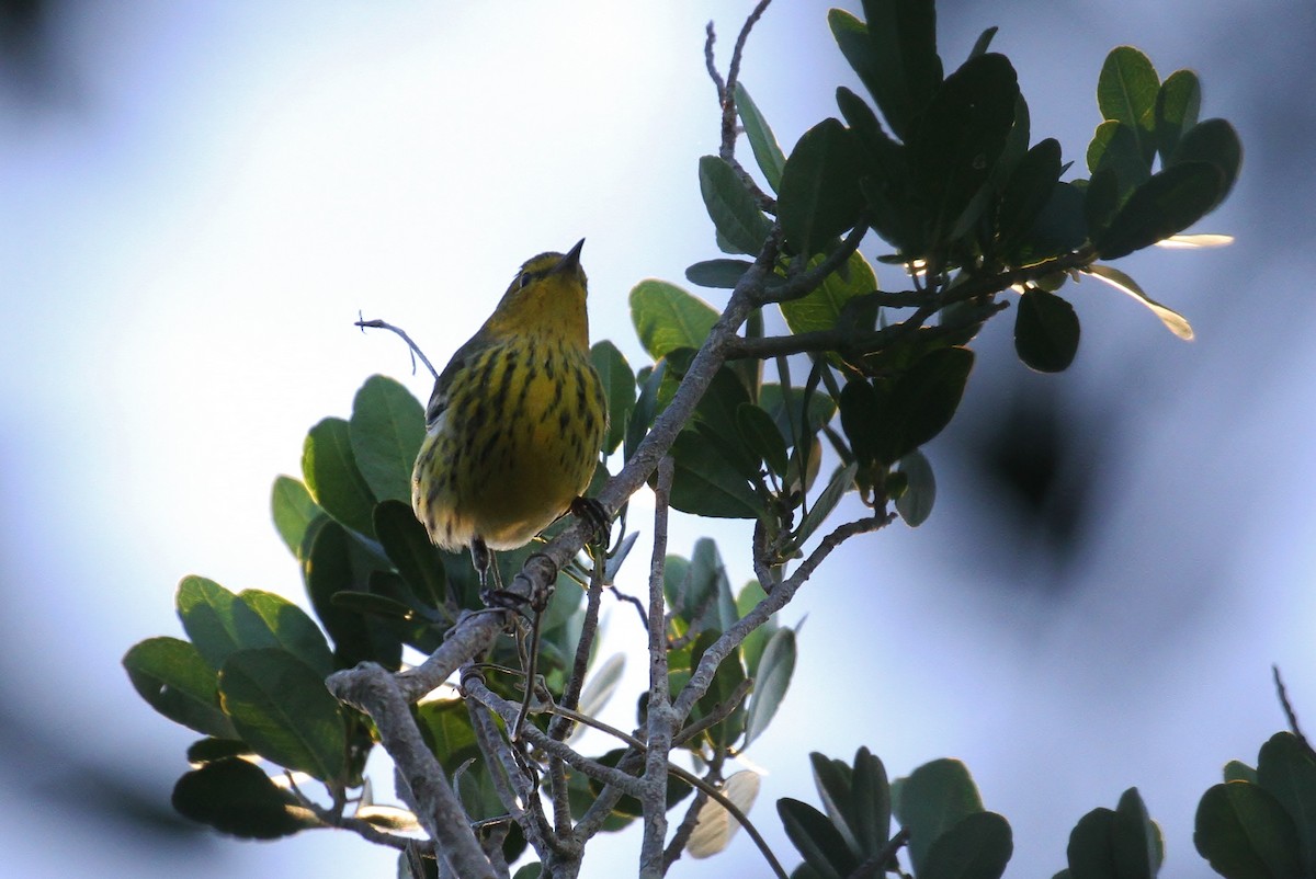 Cape May Warbler - ML120998441
