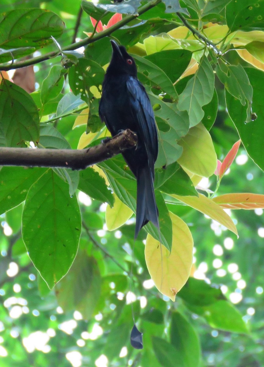 Greater Racket-tailed Drongo - ML120998681