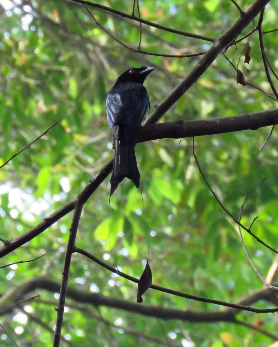 Greater Racket-tailed Drongo - ML120998701