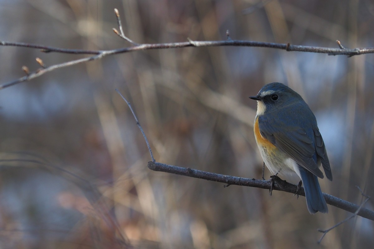 Red-flanked Bluetail - Silas Olofson
