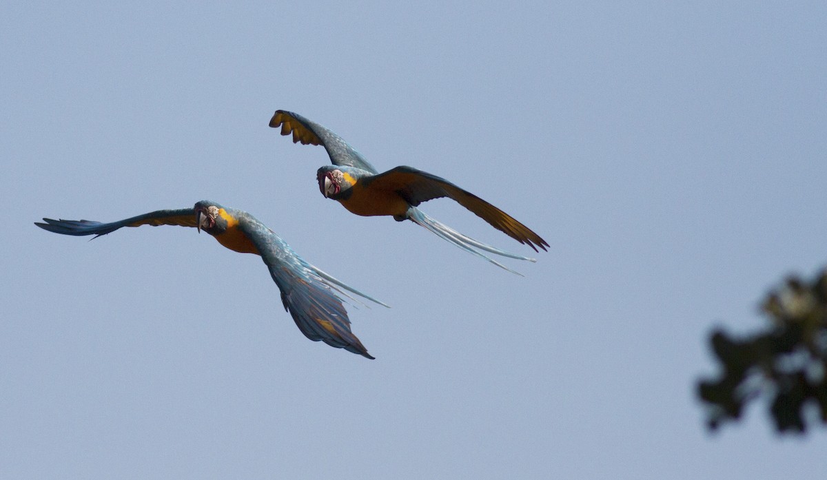 Blue-throated Macaw - ML121002711