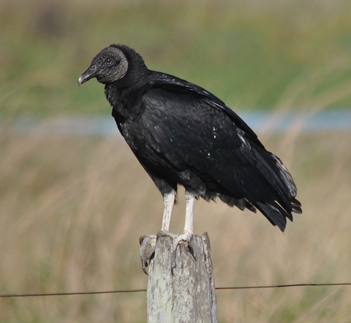 Black Vulture - andres ebel