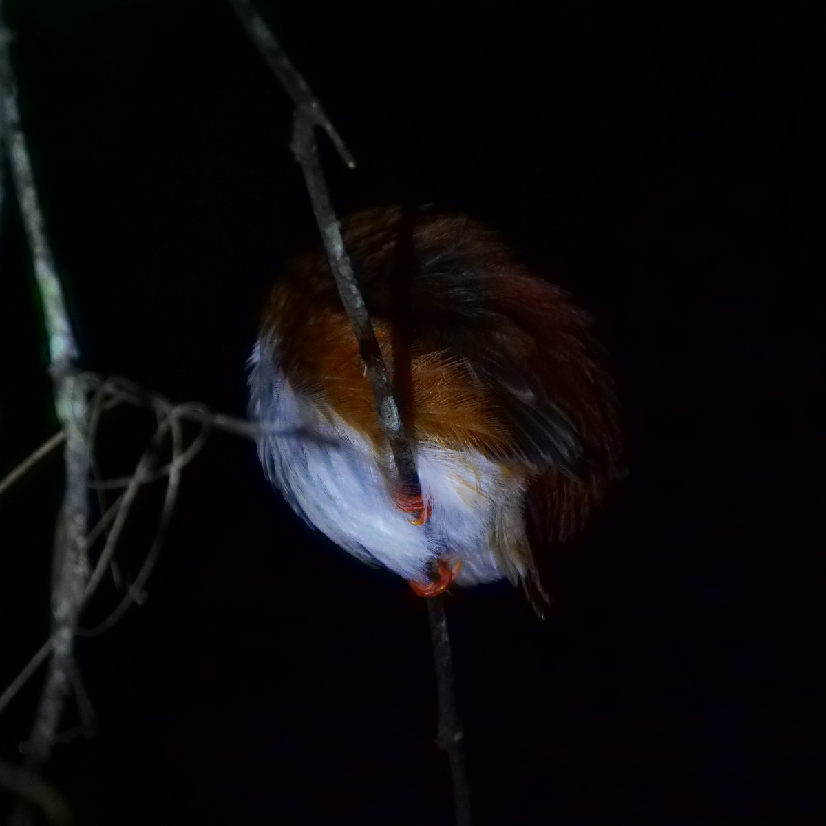 Madagascar Pygmy Kingfisher - ML121005101
