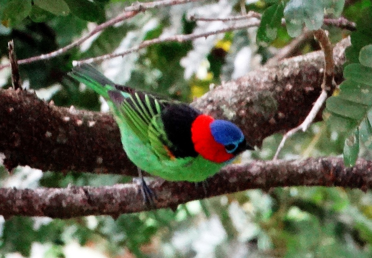 Red-necked Tanager - ML121005131