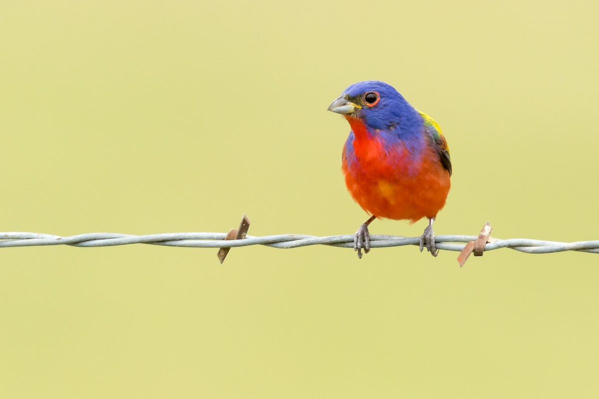 Painted Bunting - Brad Imhoff
