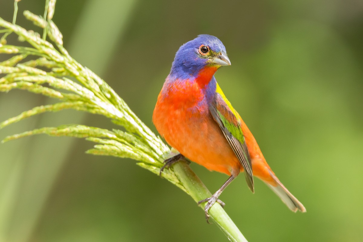 Painted Bunting - Brad Imhoff