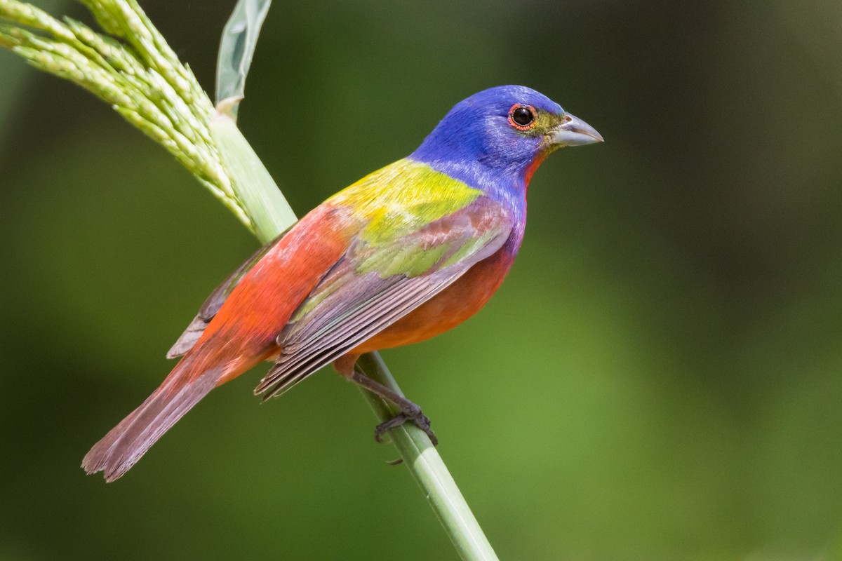 Painted Bunting - ML121005441