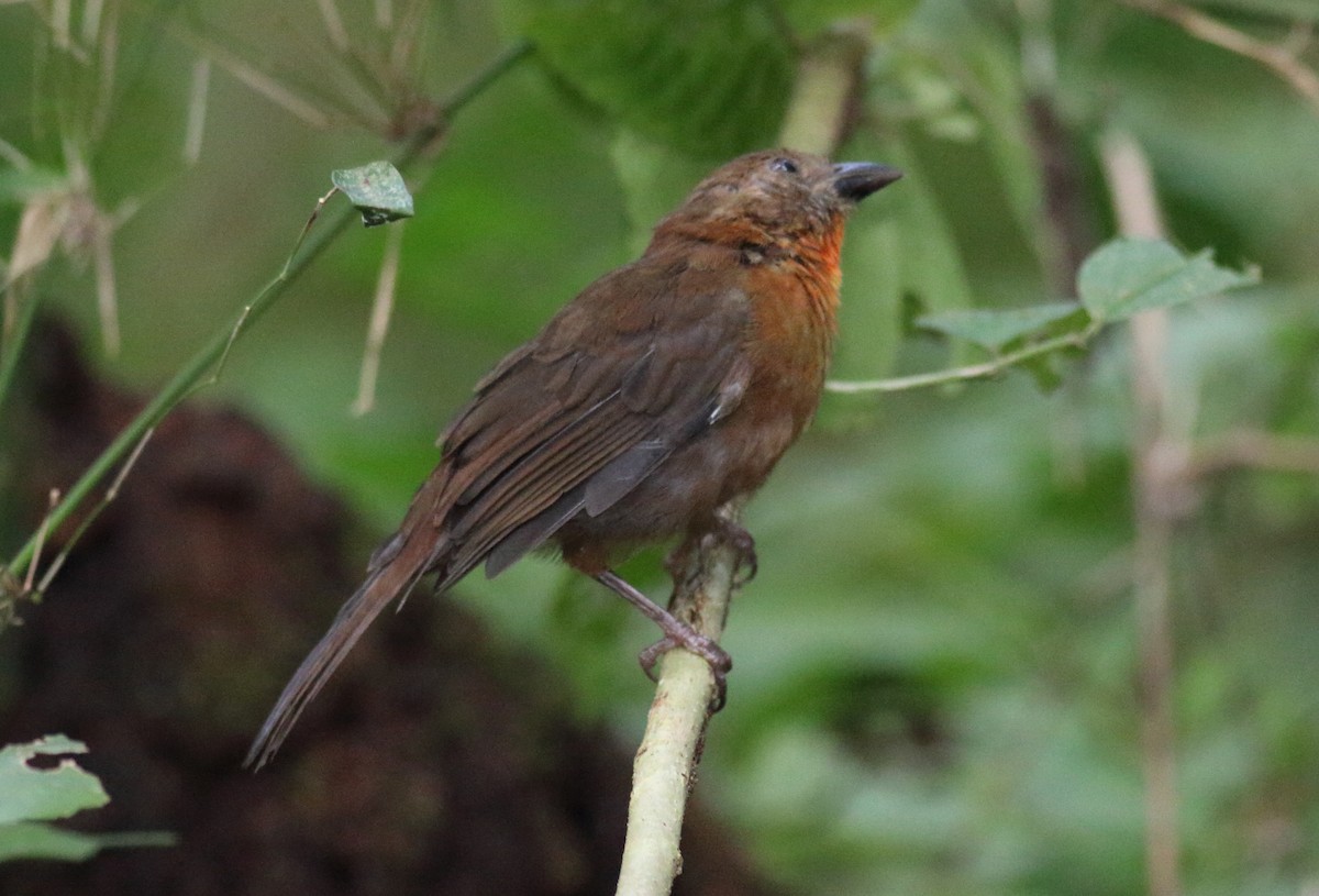 Red-throated Ant-Tanager - ML121009541