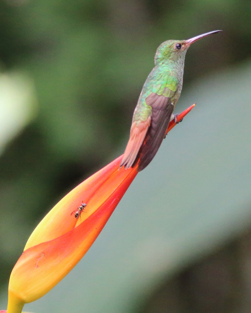 Rufous-tailed Hummingbird - ML121009781