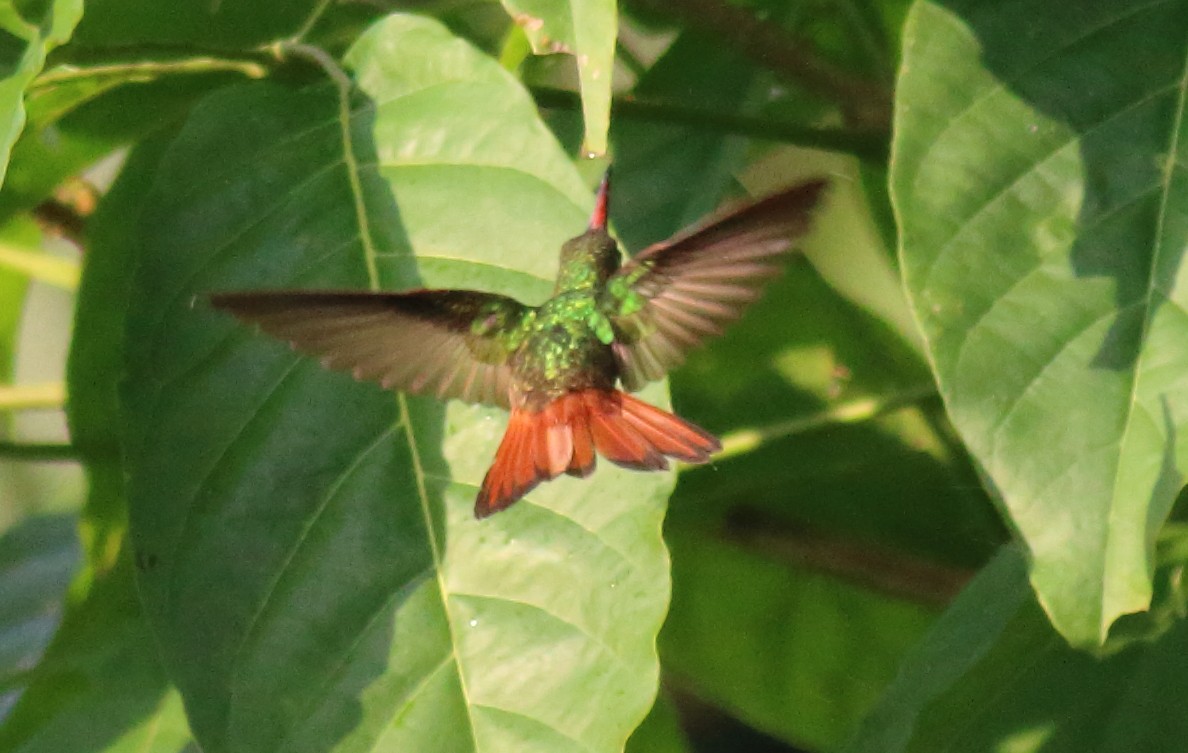 Rufous-tailed Hummingbird - ML121009801