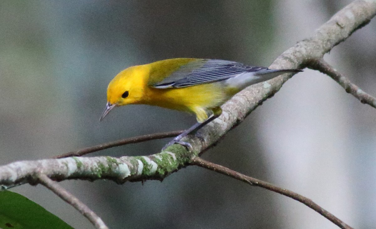 Prothonotary Warbler - ML121009931