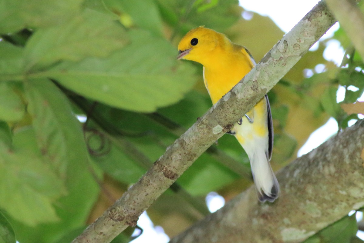Prothonotary Warbler - ML121009981