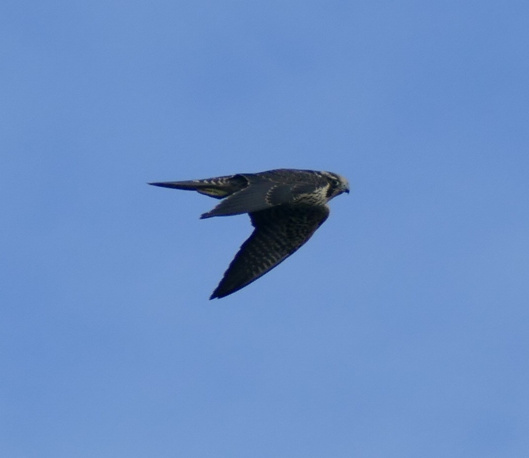 Peregrine Falcon (Tundra) - Chris Payne