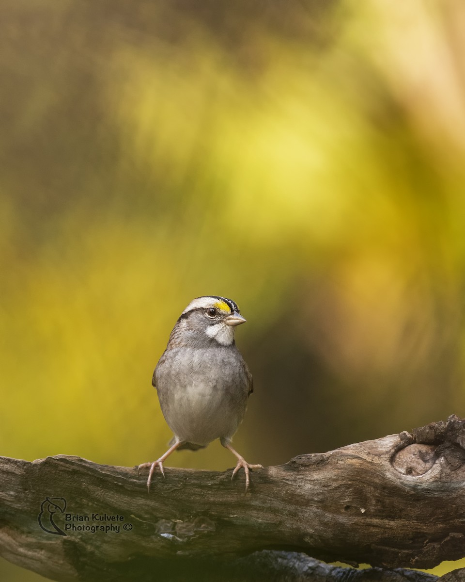 White-throated Sparrow - ML121011311
