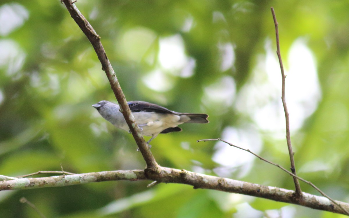 Plain-colored Tanager - ML121011611