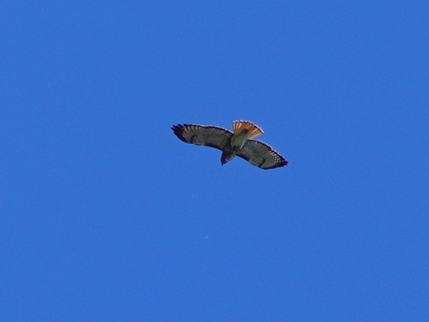 Red-tailed Hawk - Teri Zambon True