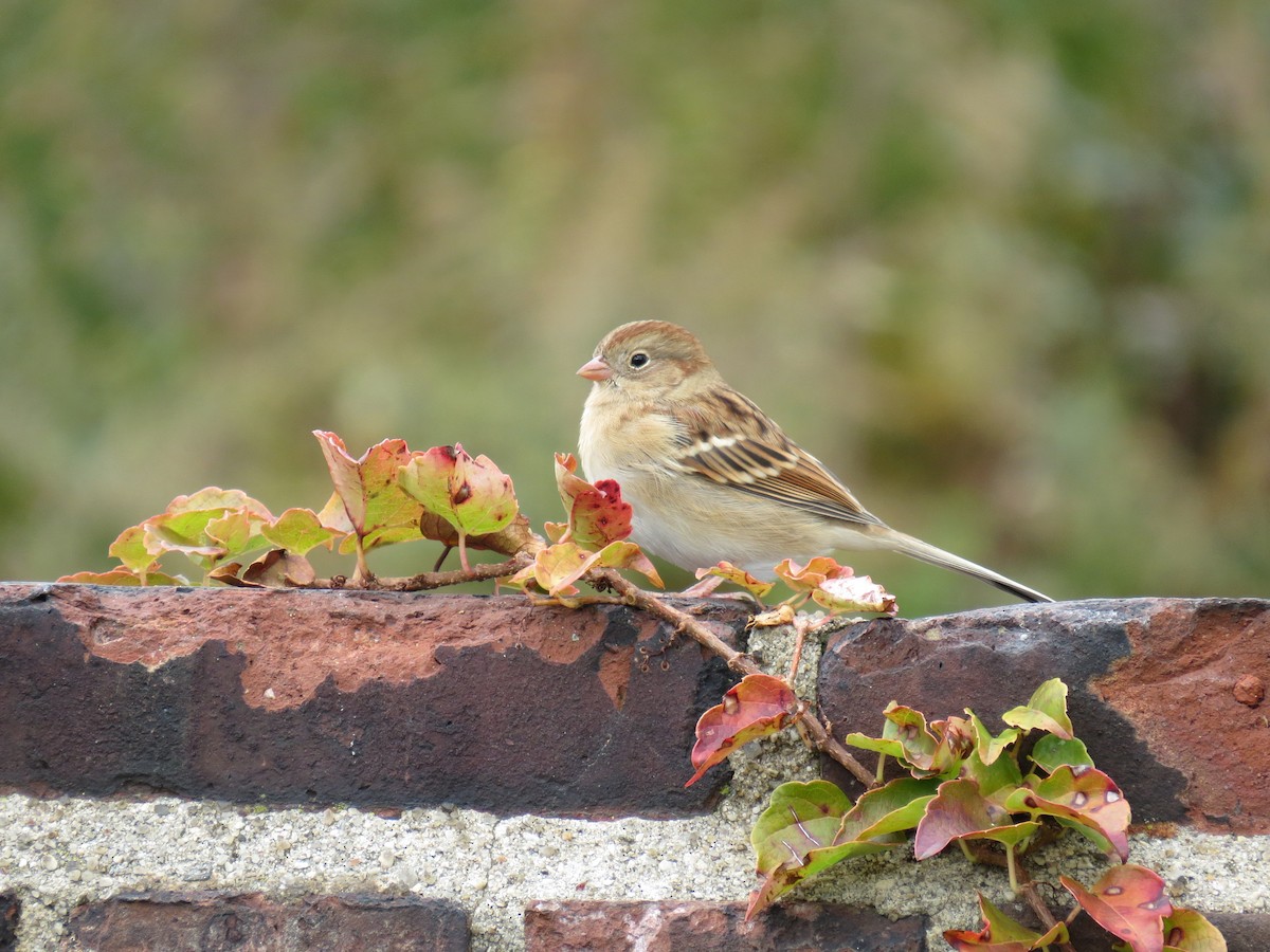 Field Sparrow - ML121013751