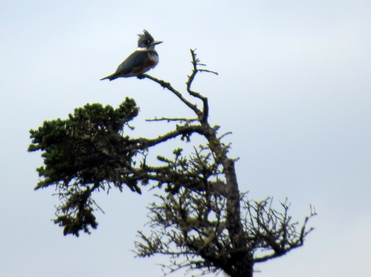 Belted Kingfisher - Pat McKay