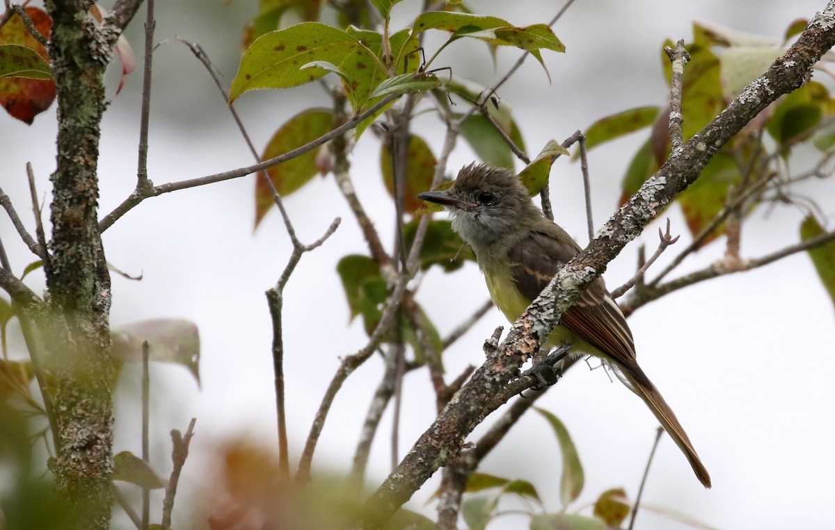 Great Crested Flycatcher - ML121015391