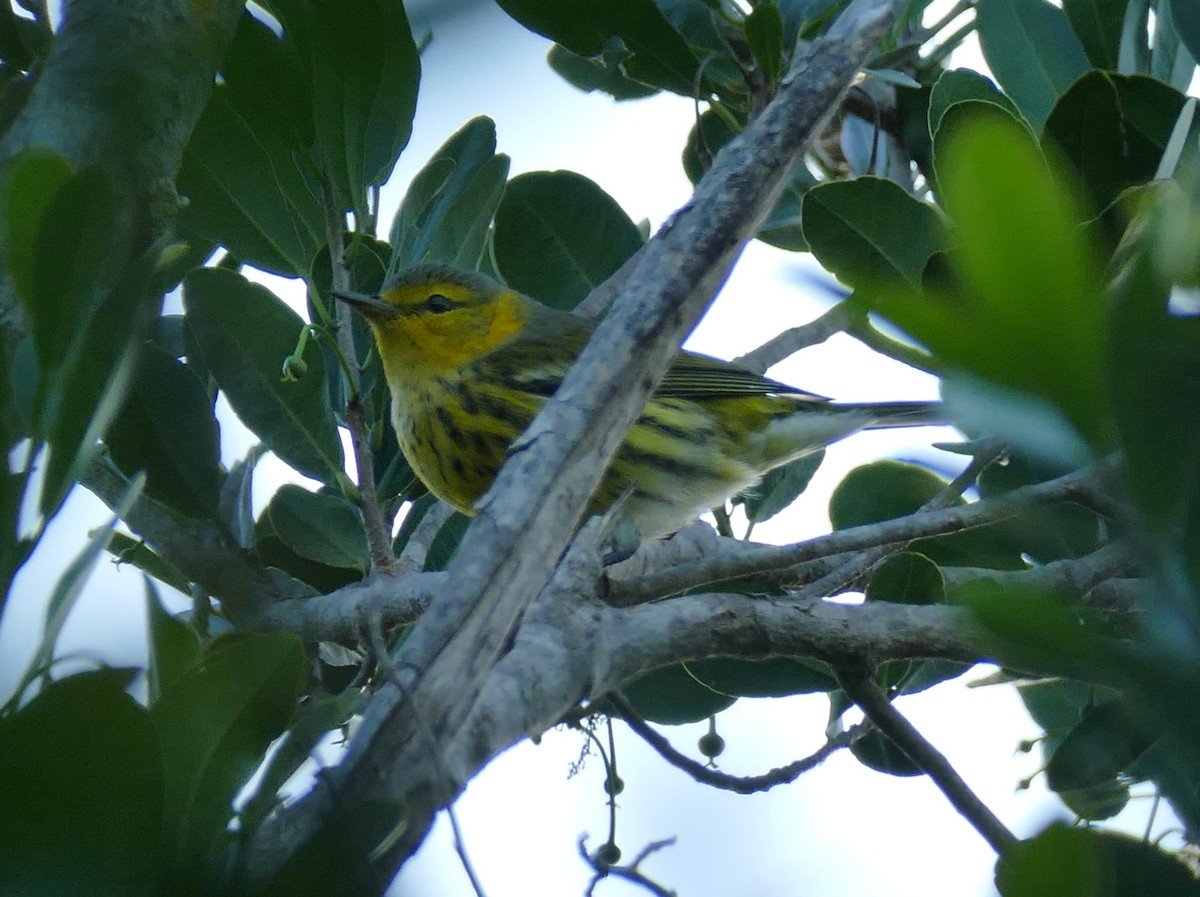 Cape May Warbler - ML121019721