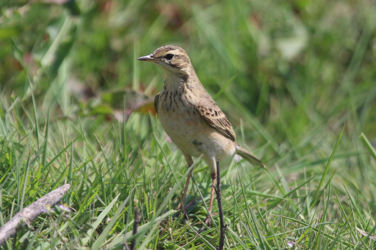 African Pipit - Ian Thompson