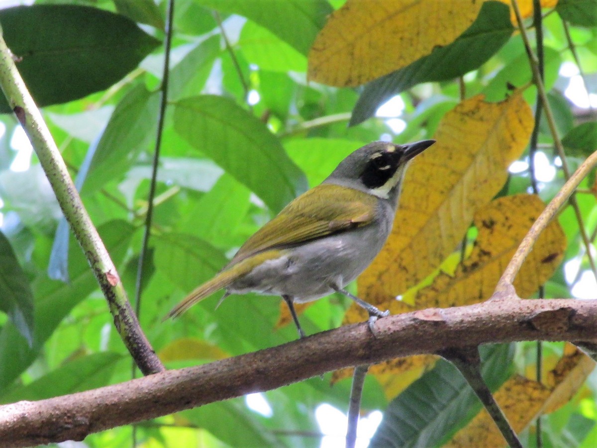 Gray-crowned Palm-Tanager - ML121022211