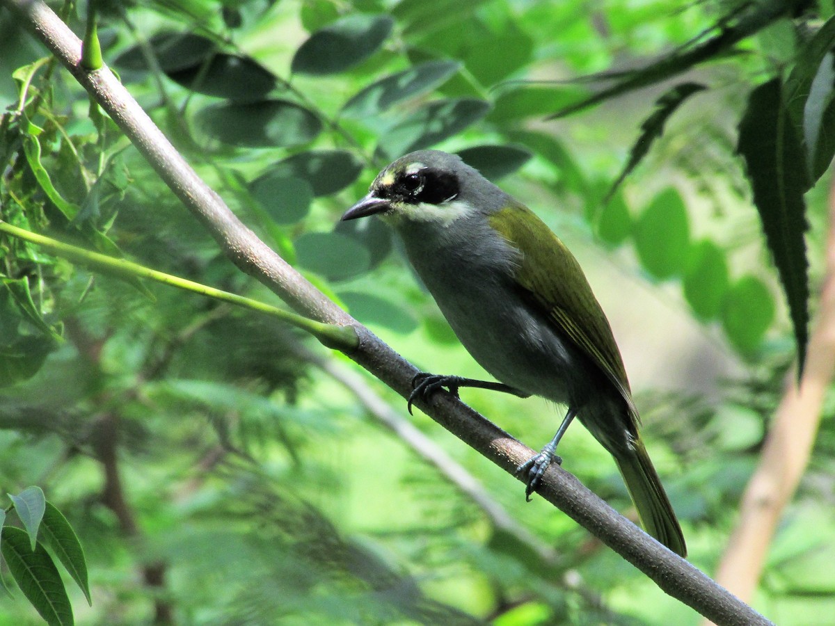 Gray-crowned Palm-Tanager - ML121022221