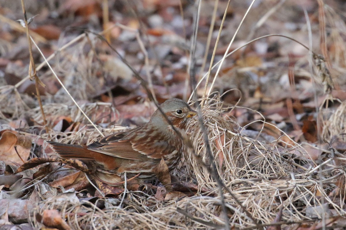 Fox Sparrow (Red) - ML121022881