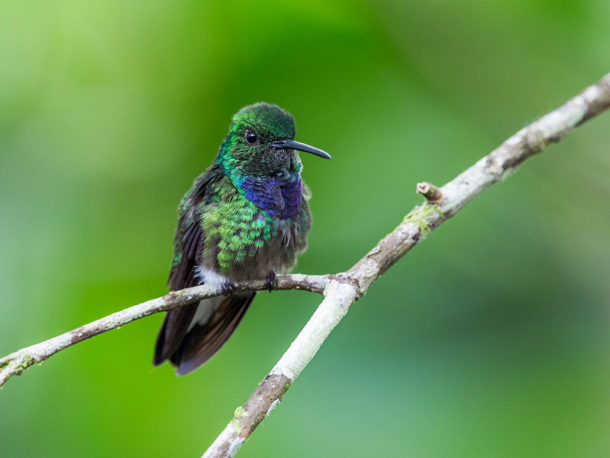 Purple-chested Hummingbird - Nick Athanas