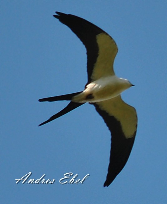 Swallow-tailed Kite - andres ebel
