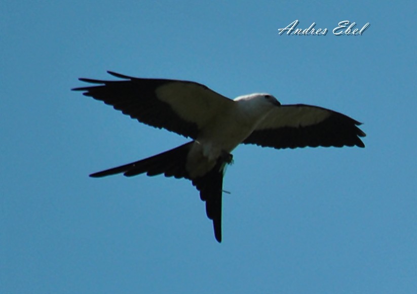 Swallow-tailed Kite - ML121026881
