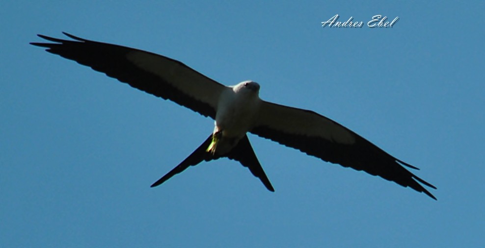 Swallow-tailed Kite - ML121026891