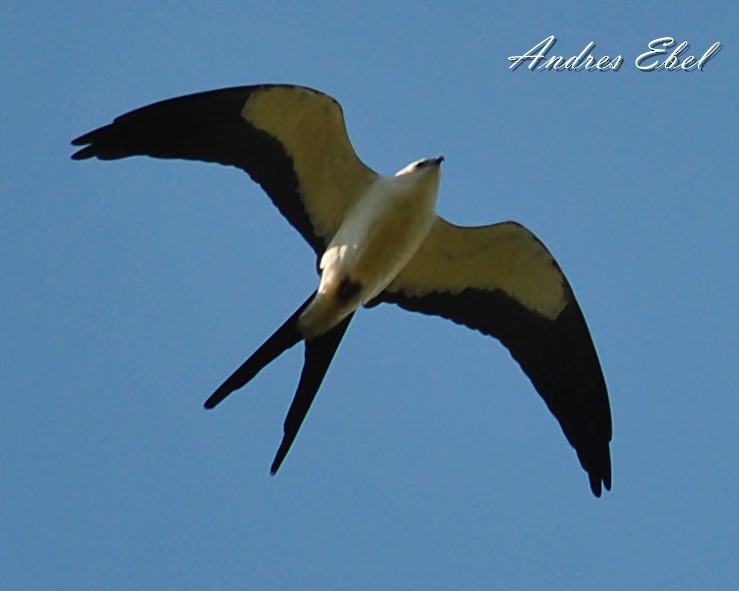 Swallow-tailed Kite - ML121026901