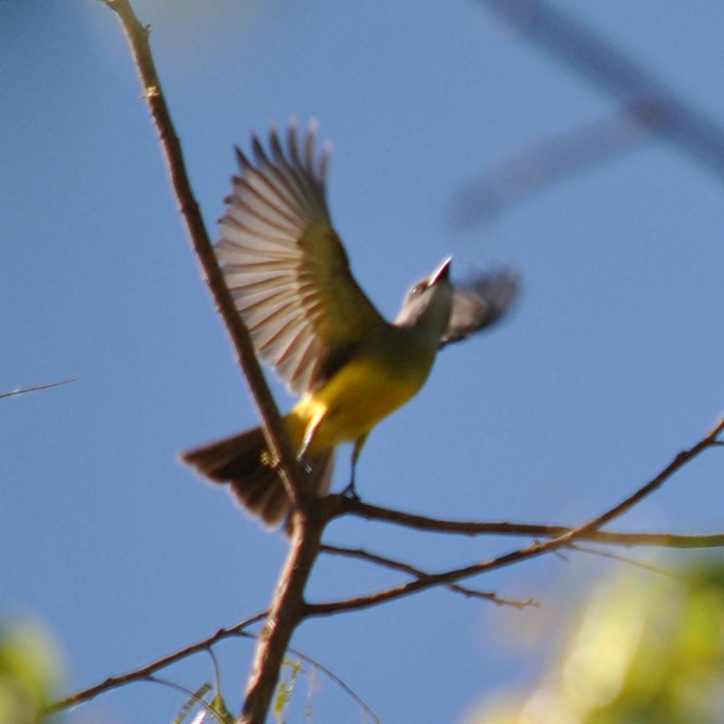 Tropical Kingbird - andres ebel