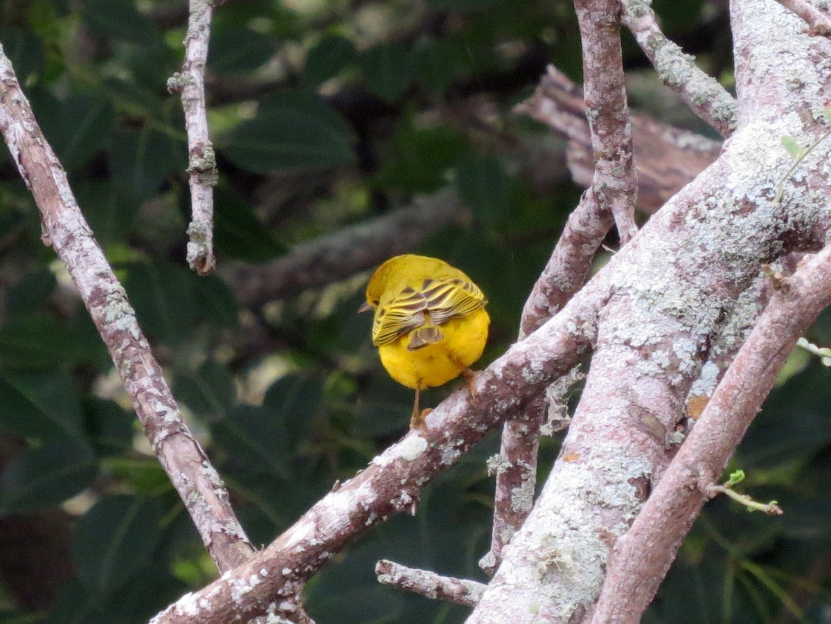 Yellow Warbler (Galapagos) - Todd Deininger