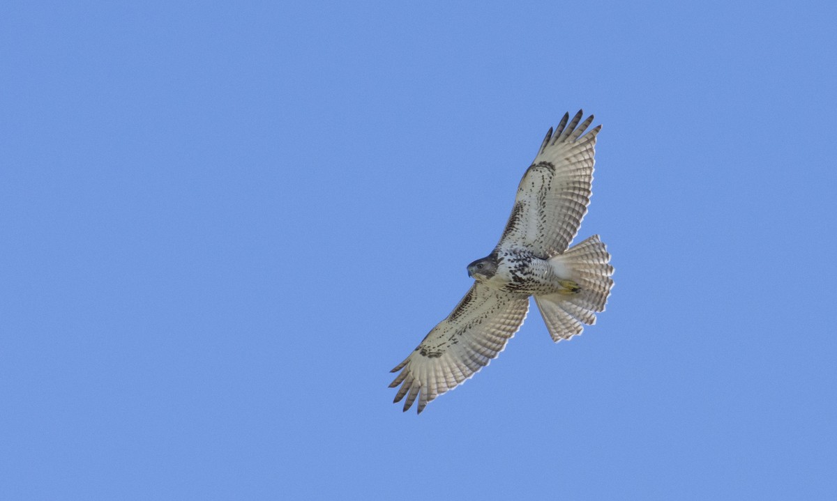 Red-tailed Hawk - ML121032201