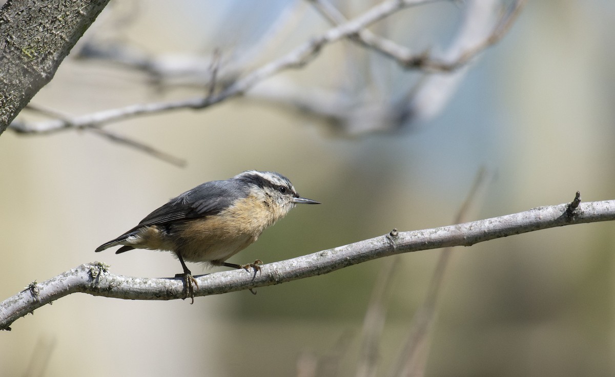 Red-breasted Nuthatch - ML121032271
