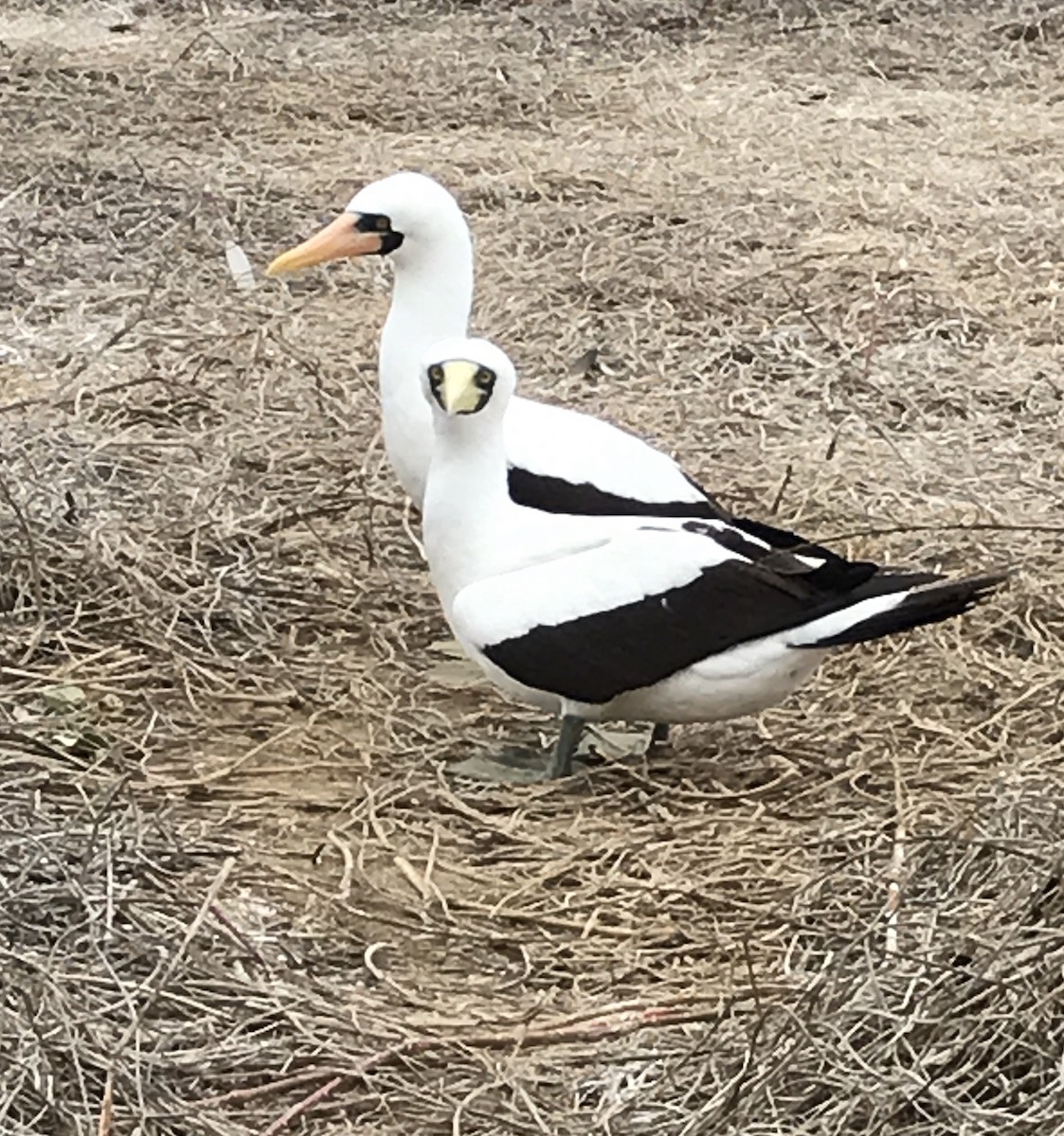 Masked Booby - ML121034931