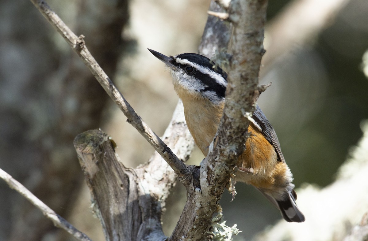 Red-breasted Nuthatch - ML121036451