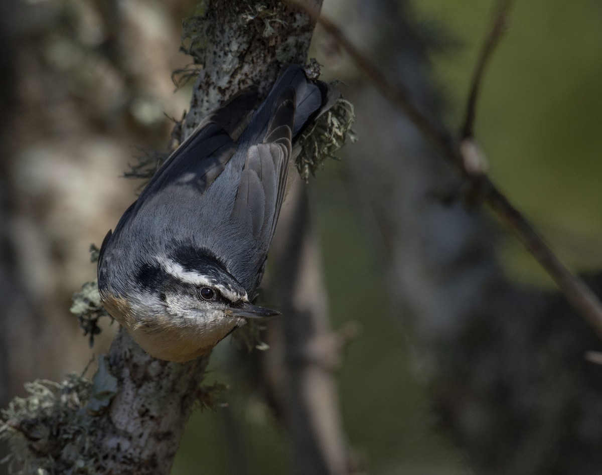 Red-breasted Nuthatch - ML121040351