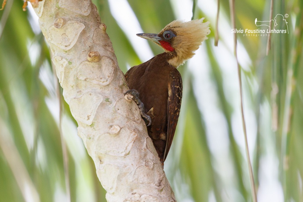 Pale-crested Woodpecker - ML121043881