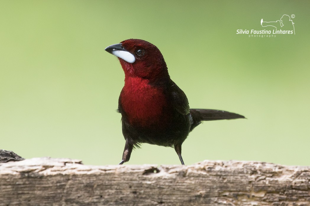 Silver-beaked Tanager - ML121044041